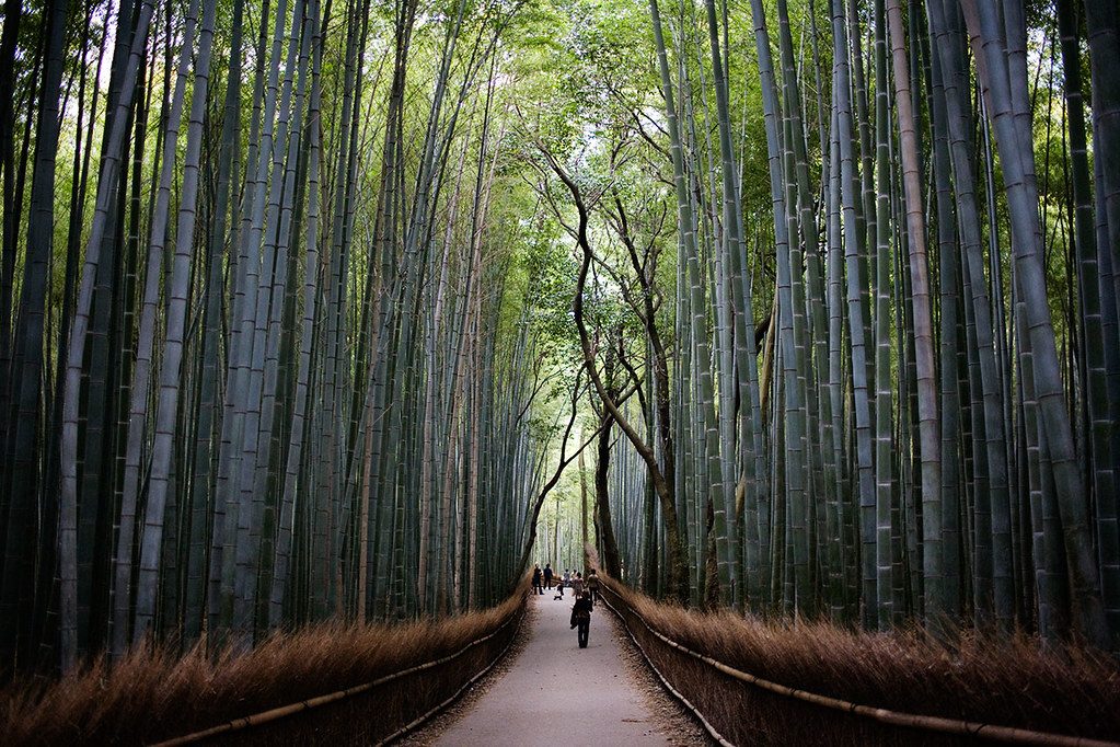 京都自然風景
